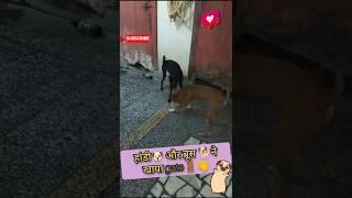 हांडी और ब्रूस ने खाया गेट#trending#shorts#short#viralvideo#funny #shortsfeed#doglover#entertainment