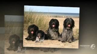 Taigan Dog breed