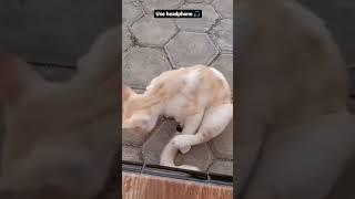 bagad kutta  #memes #roasting #viral #bb #grow #like #piyush #soravejoshi #dog #animals