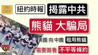 紐約時報，揭露中共「熊貓大騙局」！美國向中國「租用熊貓」，竟然要簽署「不平等條約」！