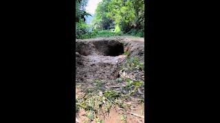 Wild Dogs Come Out of the Hole  Pastoral Dogs Eat Rural Dogs