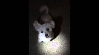 Woody chasing a flashlight