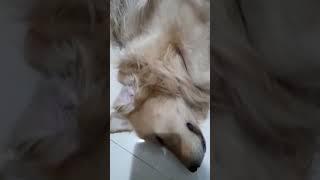 PORNO... GAYA TIDUR MU MAS.... micky the golden retriever