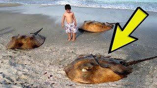 22  Animals That Survived Extinction