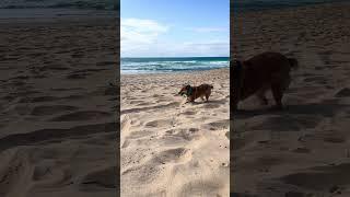 Passioon, energy and footwork | TikTok fleaandfriends