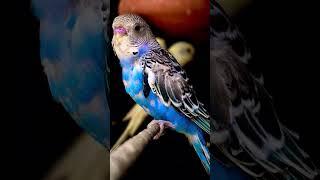 Blue love bird  | photo editing #ytshorts #shorts