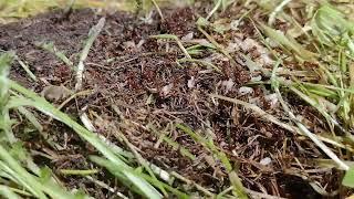 Exposed ant nest save the larvae save the babies