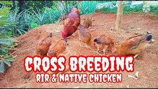 Cross Breeding Result RIR & Native Chicken #freerangechicken #nativechicken #crossbreeding #rir