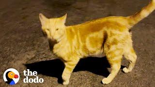 Friendly Stray Cat Gets An Uber Home | The Dodo Foster Diaries