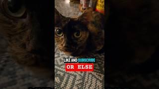 Like & Subscribe OR ELSE! | #shorts #memes #cat #cute #animals