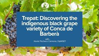 Catalan Wine Series -Trepat: Discovering the indigenous black grape variety of Conca de Barberà