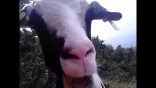 sharam baram the happy goat