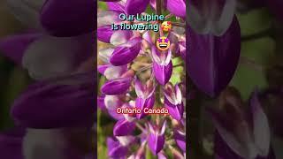 Lupine Flowering in Ottawa Canada. #garden #plant #gardening #gardenlandscaping #nature #flowers