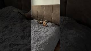  #юмор #щенок #семья #бигль #мани #пёспоименимани #виделивидео #щенокбигля #любовь #смешныевидео