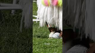 Unveiling American Cultural Icons: Powwows #shorts