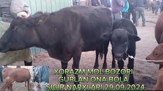 Xorazm viloyati Gurlan mol bozori Ona bola sigir narxlari 29.09.2024#narx #tortkol_uz #uzmigrant