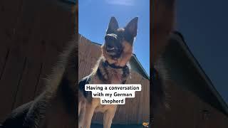 German shepherd understands owner #germanshepherd #shorts