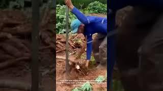 Farmer Strikes CASSAVA GOLD! Unearthing MONSTER Roots You WON'T Believe! 