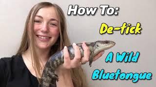 How To Remove Ticks From A Wild Bluetongue Lizard