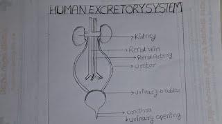 :"Hand-drawn Human Excretory System diagram! A simple sketch showing the kidneys, bladder, and more"