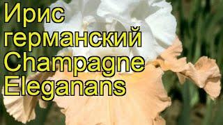 Ирис германский Шампань Элеганс. Краткий обзор, описание iris germanica Champagne Eleganans