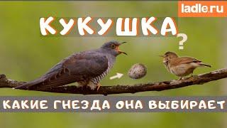 В гнезда каких птиц кукушки подбрасывают яйца? Интересные факты о кукушках и их потомстве. Биология