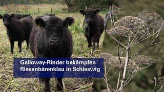 In Schleswig sagen Galloways dem giftigen Riesenbärenklau den Kampf an