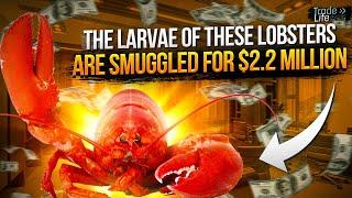 The larvae of these lobsters are smuggled for $2.2 million.And the price of lobsters can be shocking