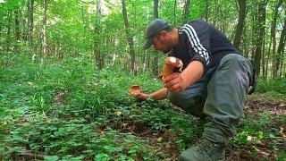 Білі Гриби ‍🟫 Парасольки ️ пішли..ще один 1️⃣ день в лісі..Четвер 15.08.2024