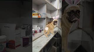 Dog mazik dance ️️️️