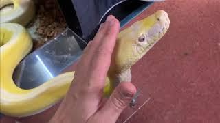 Periscoping Reticulated Python demands attention.