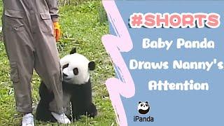 Baby Panda Draws Nanny's Attention | iPanda #shorts