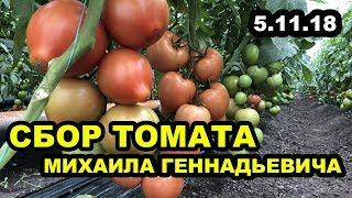 Сбор томатов у Михаила Геннадьевича, состояние на 5 ноября 2018