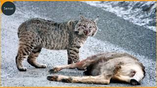 You Won’t Believe How Fast These Wildcats Strike! Real Animal Fights Compilation