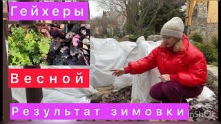 гейхеры перезимовавшие под снегом и в укрытии с розами