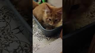мей-кун Цезарь  #котики