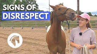 SIGNS A HORSE DOESN’T RESPECT YOU | Horse Behavior Guide