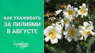 Как ухаживать за лилиями в августе