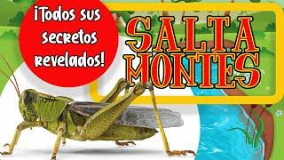 EL SALTAMONTES! | El mejor documental infantil sobre los saltamontes | documentales para niños