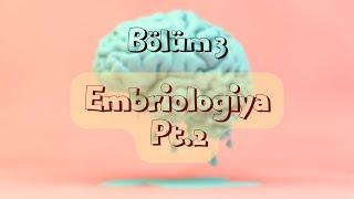 Neyroanatomiya - Embriologiya Pt.2 (3)