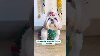 Cutest shihtzu dog | shihtzu dog #shihtzu #dog