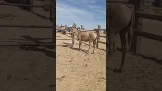 Маңғыстау, Бейнеу жақта жабайы Құлан ұсталған. Wild donkey kulan