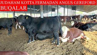 JUDAHAM KOTTA FERMADAN ABERDEEN ANGUS GEREFOD BUQALAR TAROZIGA SOTILADI BUQALAR UDAR