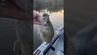 New pb!! Crappie on the zman Jack hammer #zman #bassfishing #kayakfishing