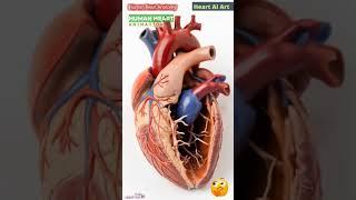 Human Heart Animation | Cardiac Anatomy | Heart AI Art | 70