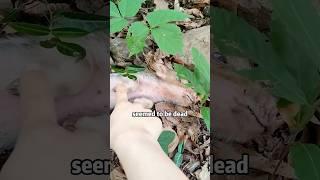 Little Hero ‍🩹 Saves 'Dying' Baby Hoglet!"​​ #animals #rescue #pig  #shorts #lovestory