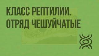 Класс Рептилии. Отряд Чешуйчатые. Видеоурок по биологии 7 класс