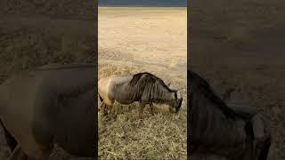 African Safari 4K - Scenic Wildlife Film With African Music #travel #shorts #safari #wildlife