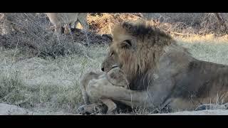 lion dad playing with his cubs.