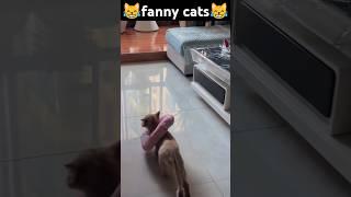 what are you doing#funny #pets #catcomedy #catvideos #cat#catshorts #funnyanimal #catlover#funnycat